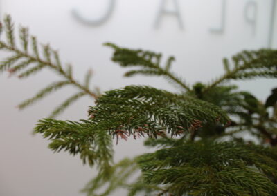 Evergreen branch near the Trinity Place window lettering